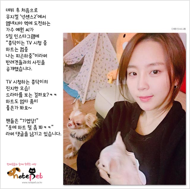 노트펫