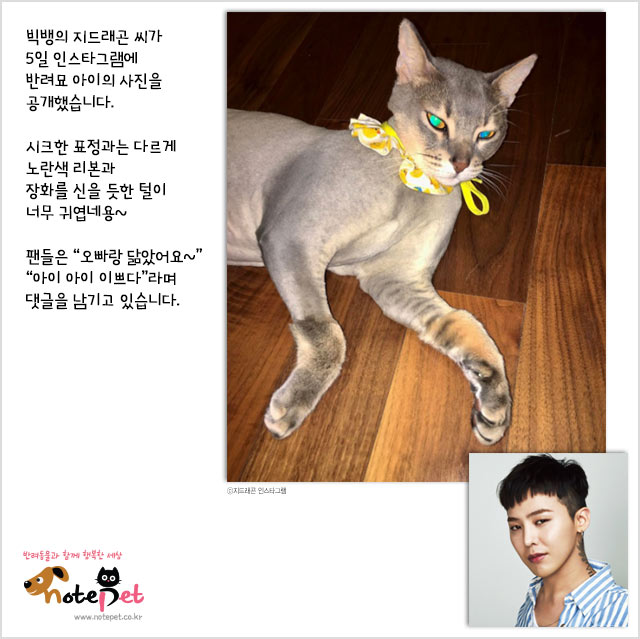 노트펫
