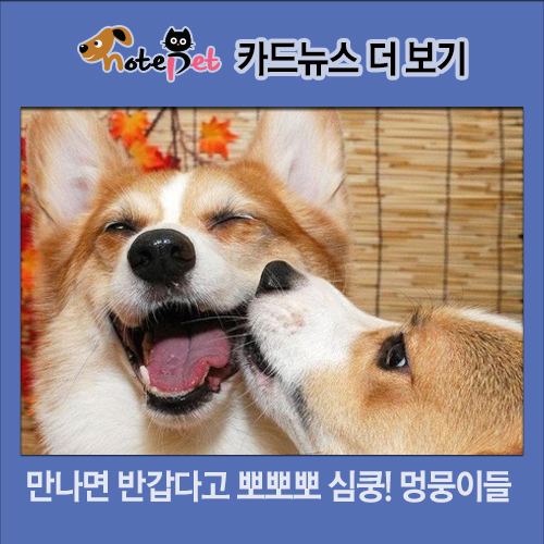 노트펫