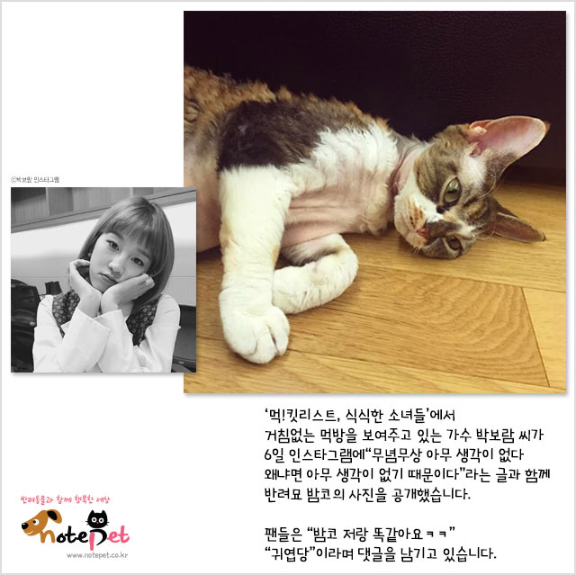 노트펫