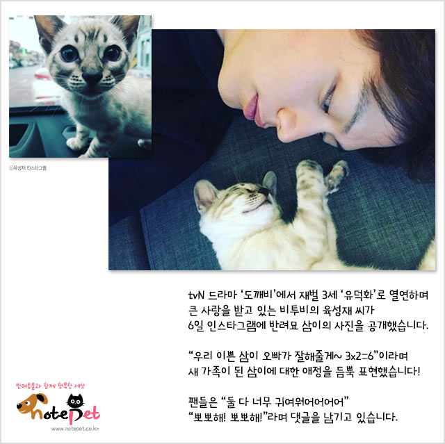 노트펫
