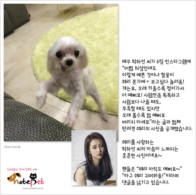 노트펫