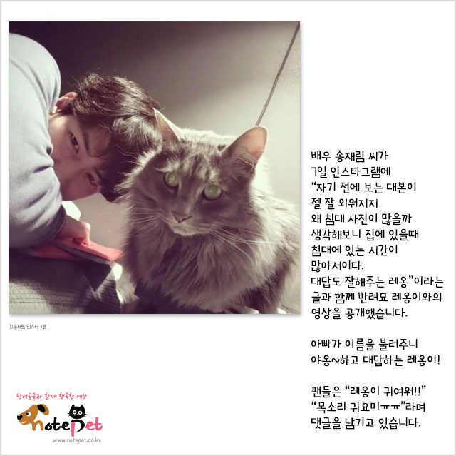 노트펫