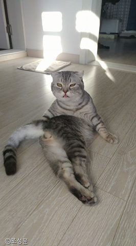 노트펫