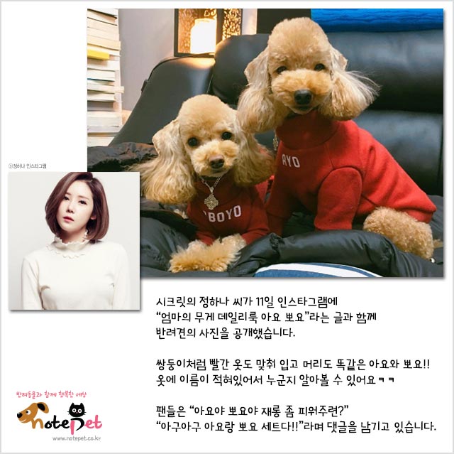 노트펫