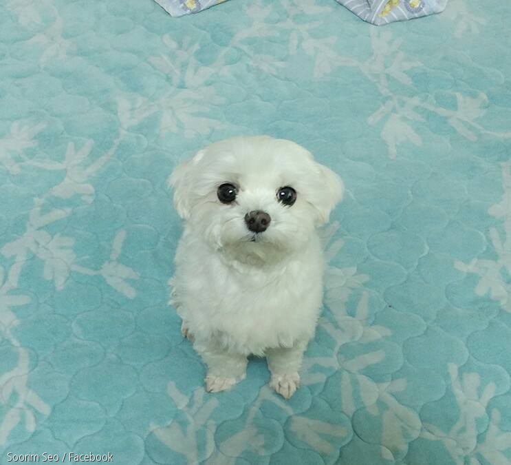 노트펫