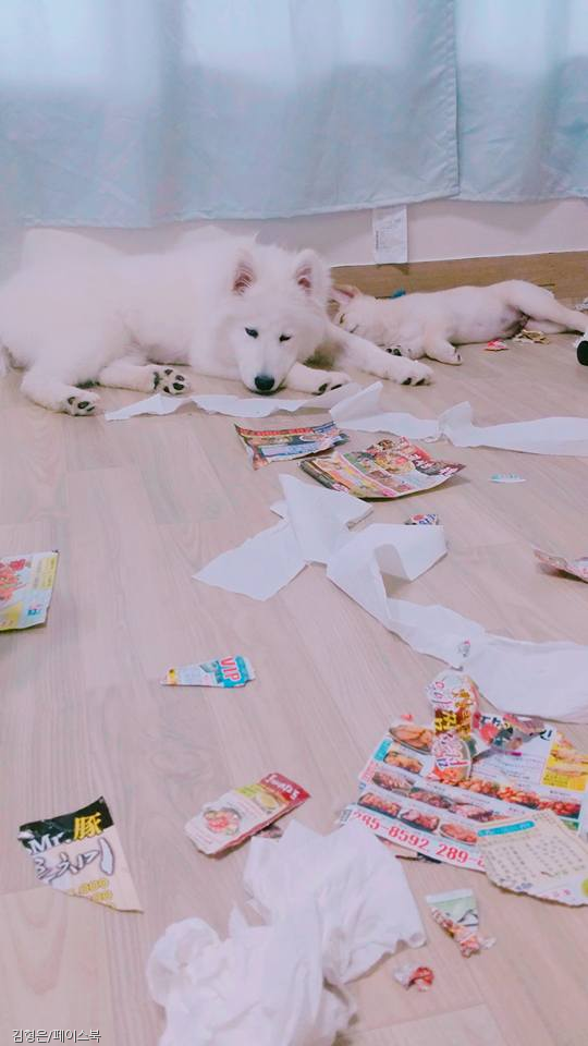 노트펫