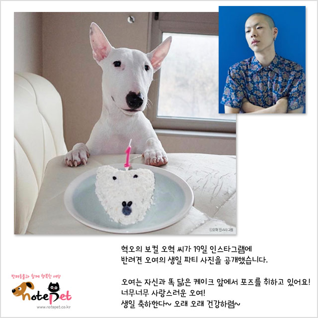 노트펫
