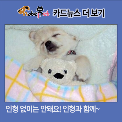 노트펫
