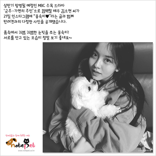 노트펫