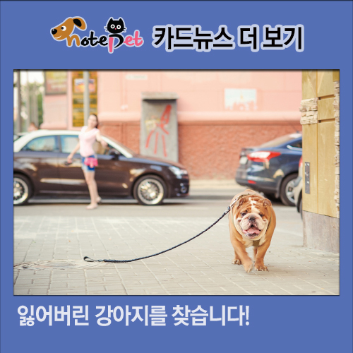 노트펫