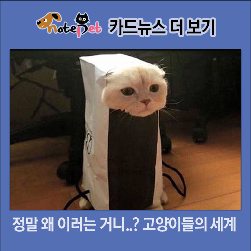 노트펫