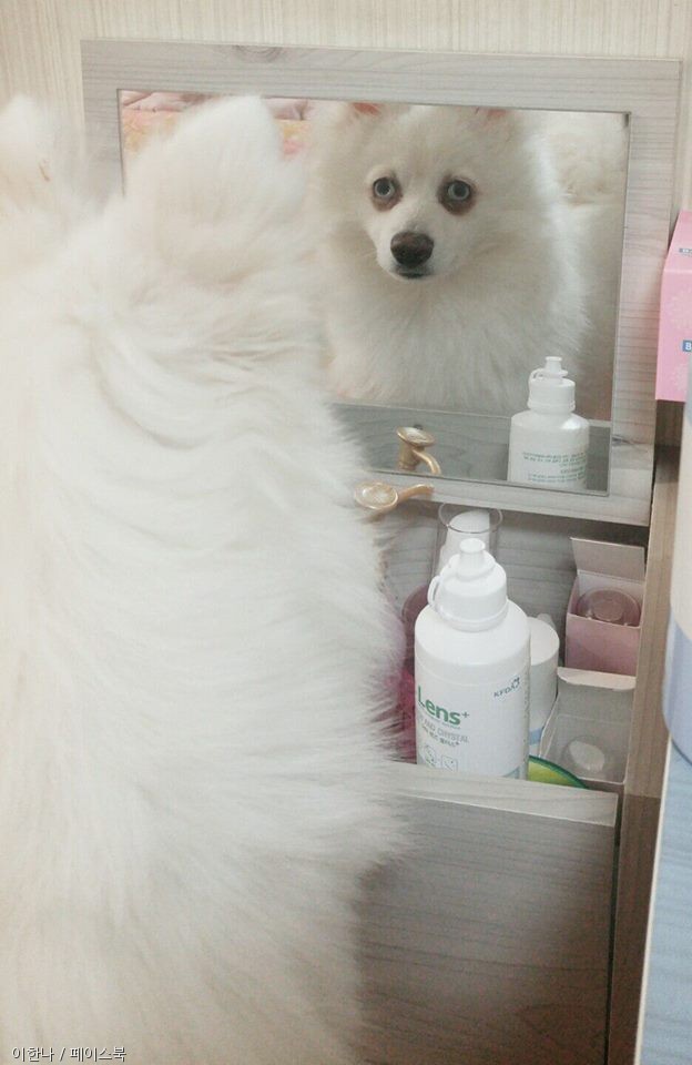 노트펫