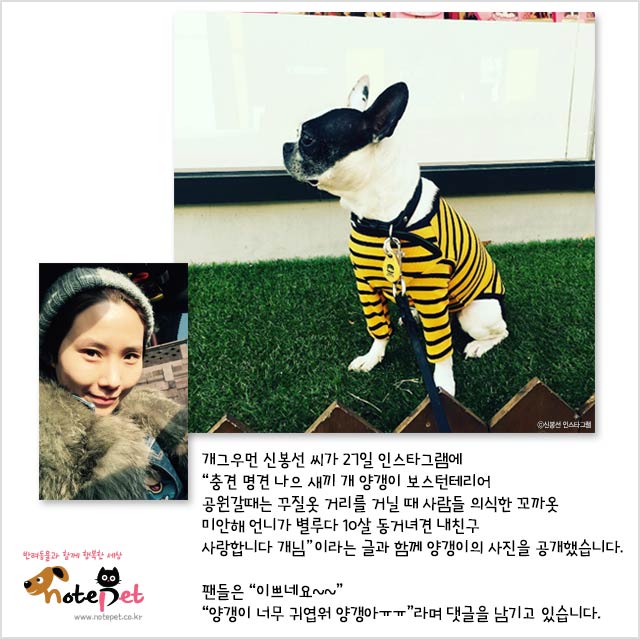 노트펫