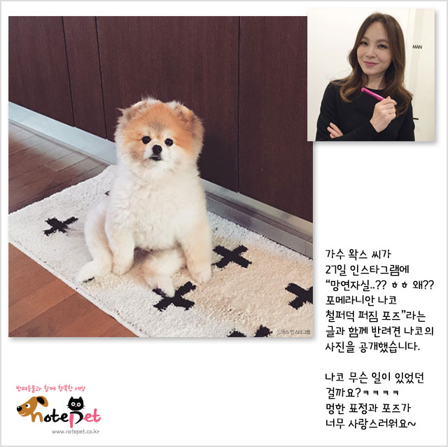 노트펫