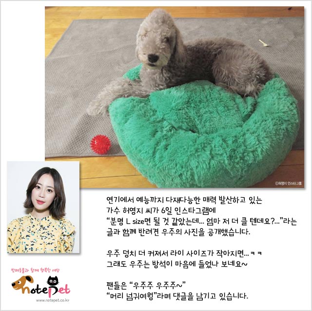 노트펫