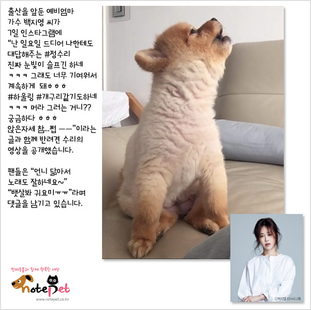 노트펫