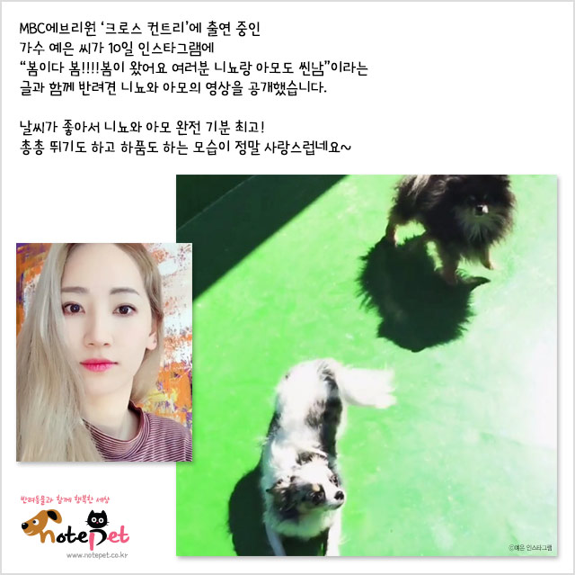 노트펫