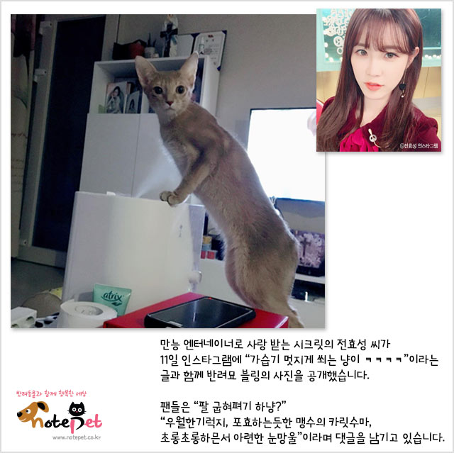 노트펫