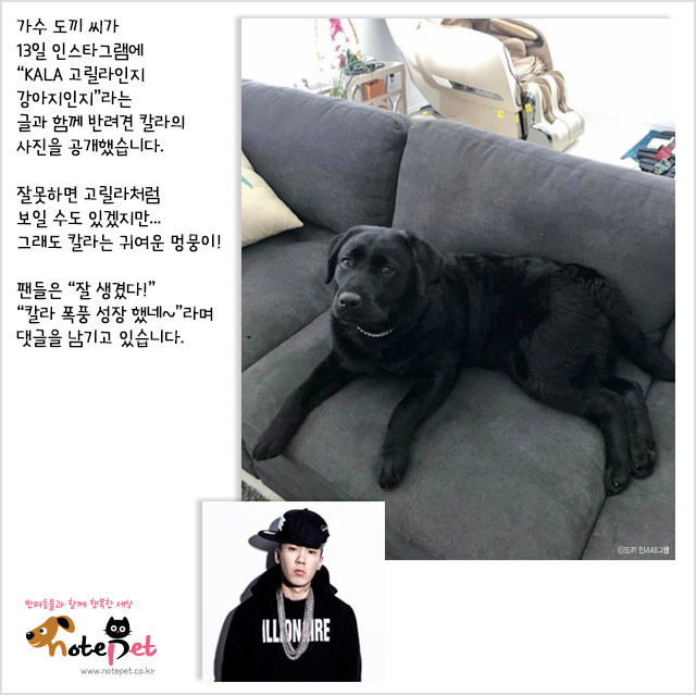 노트펫