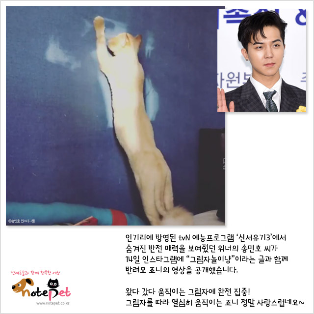 노트펫