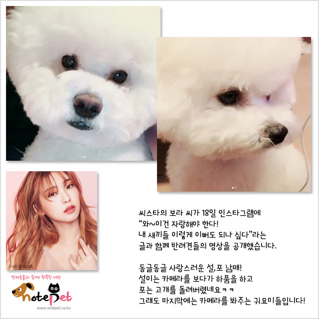 노트펫