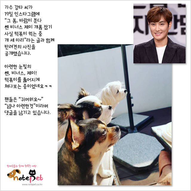 노트펫