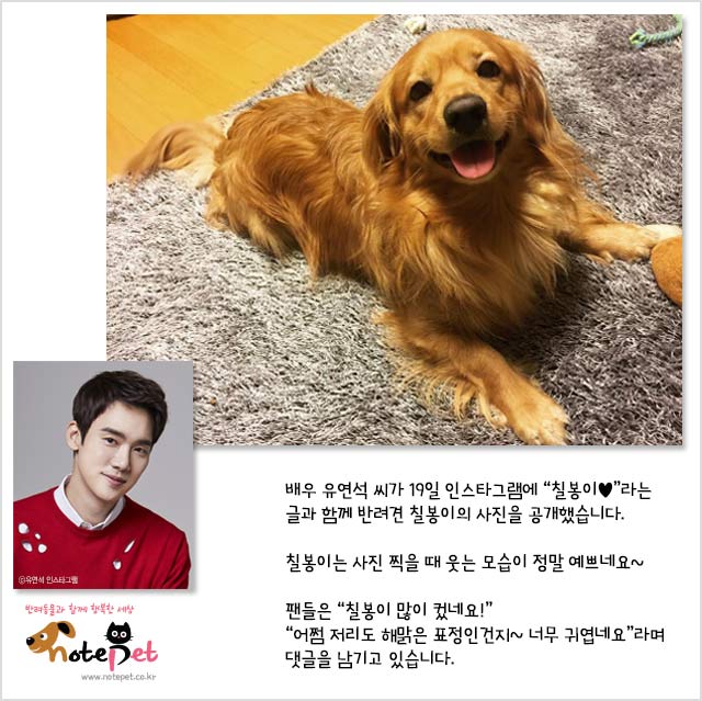노트펫