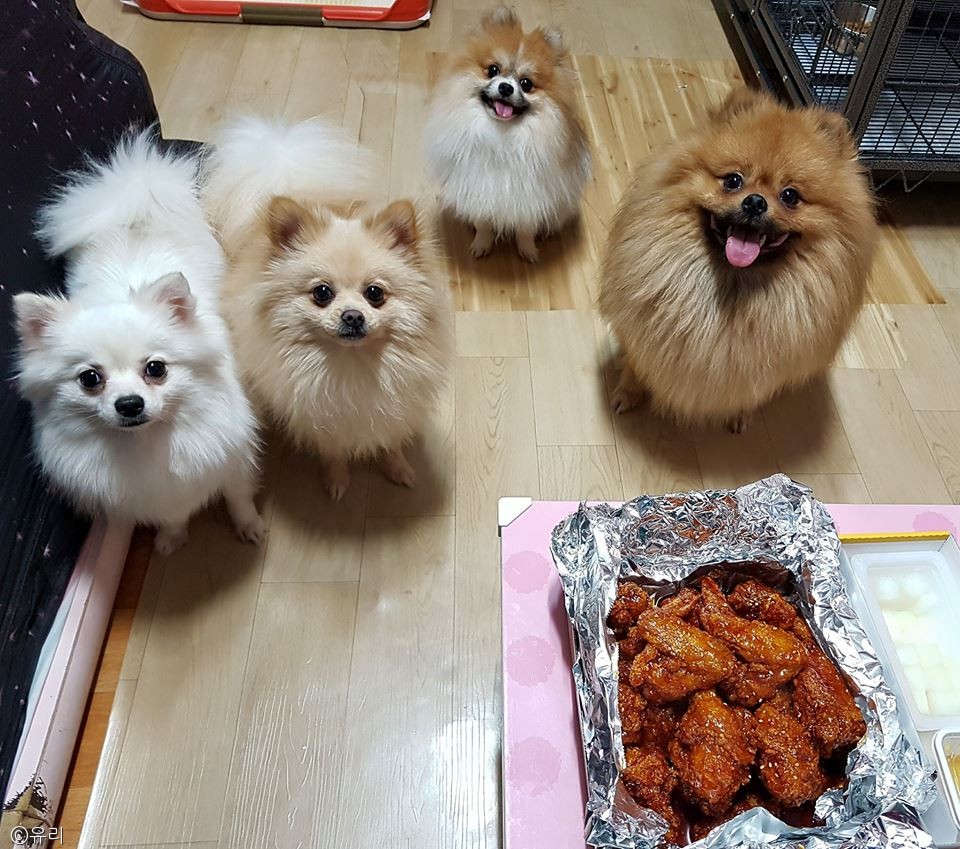 노트펫
