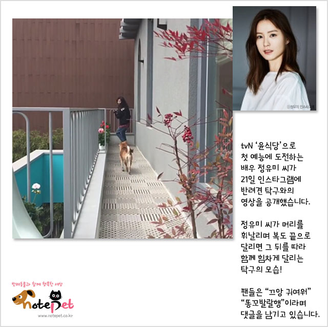 노트펫