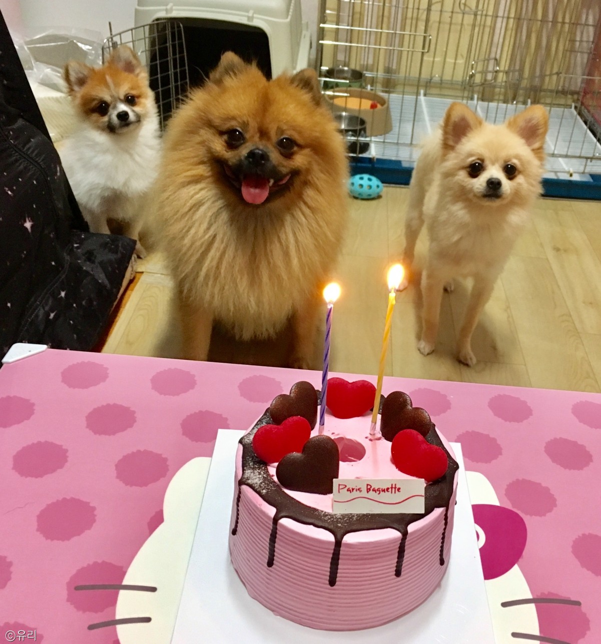 노트펫