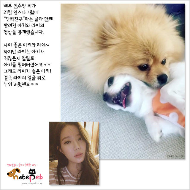 노트펫