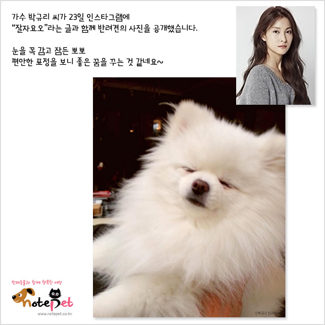 노트펫