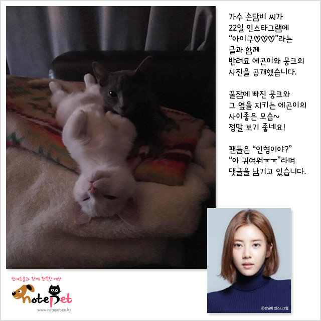 노트펫