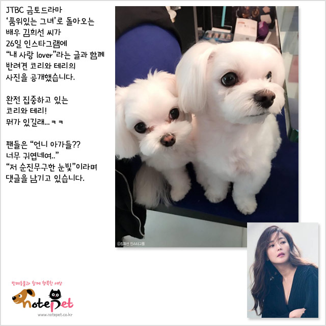 노트펫