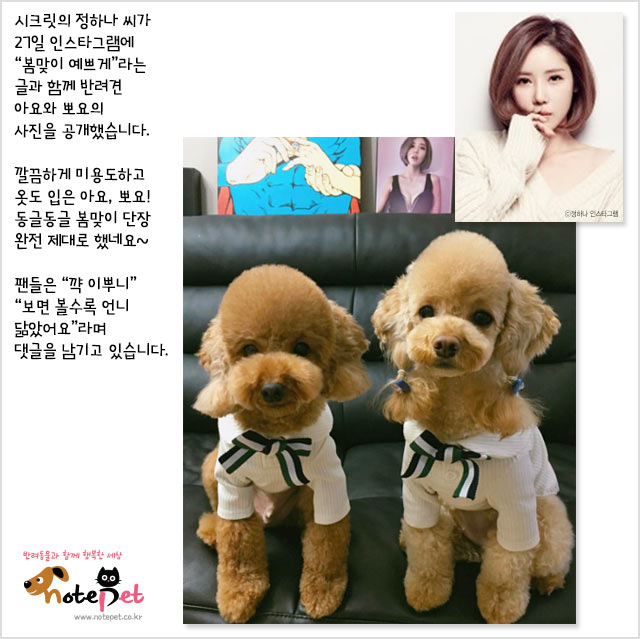 노트펫