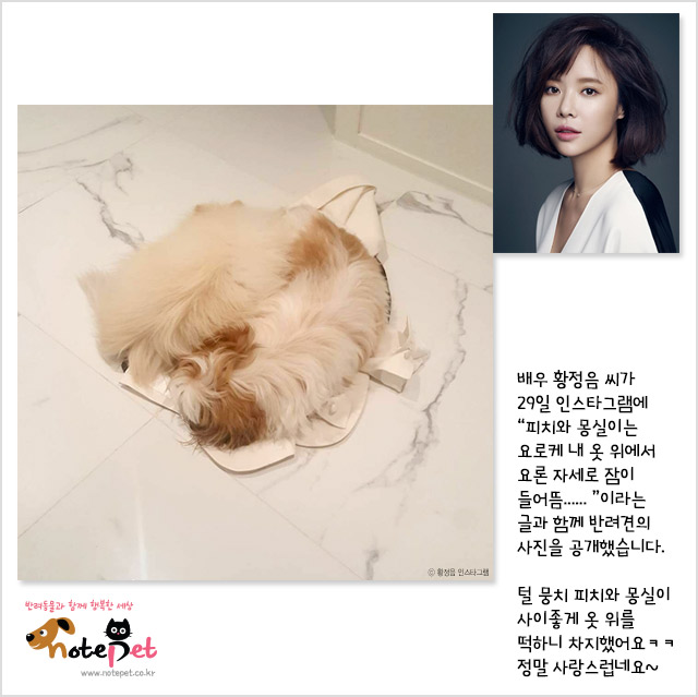노트펫