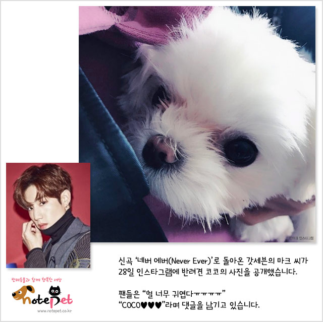 노트펫