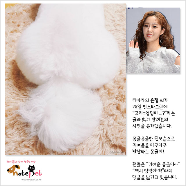 노트펫