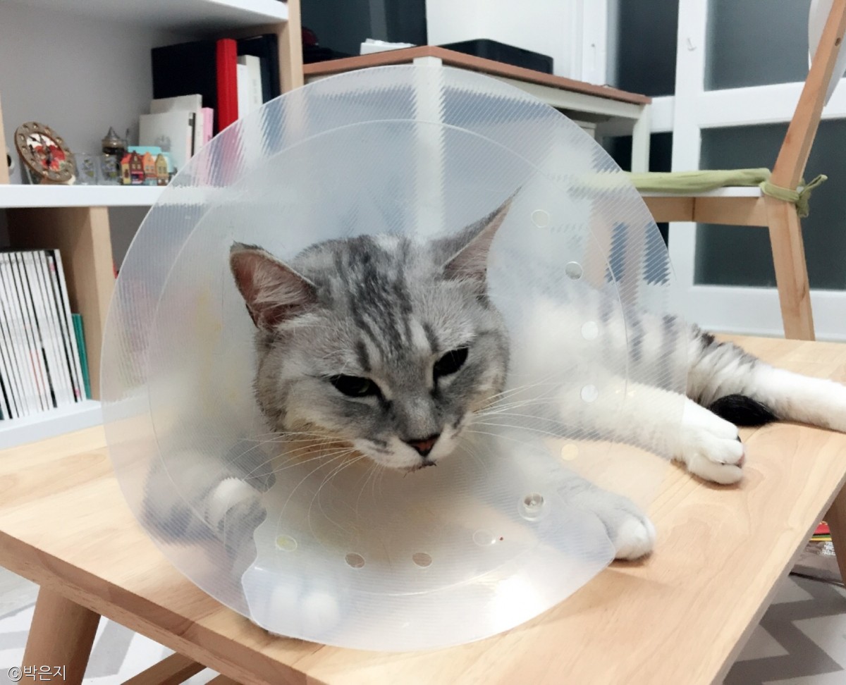 노트펫