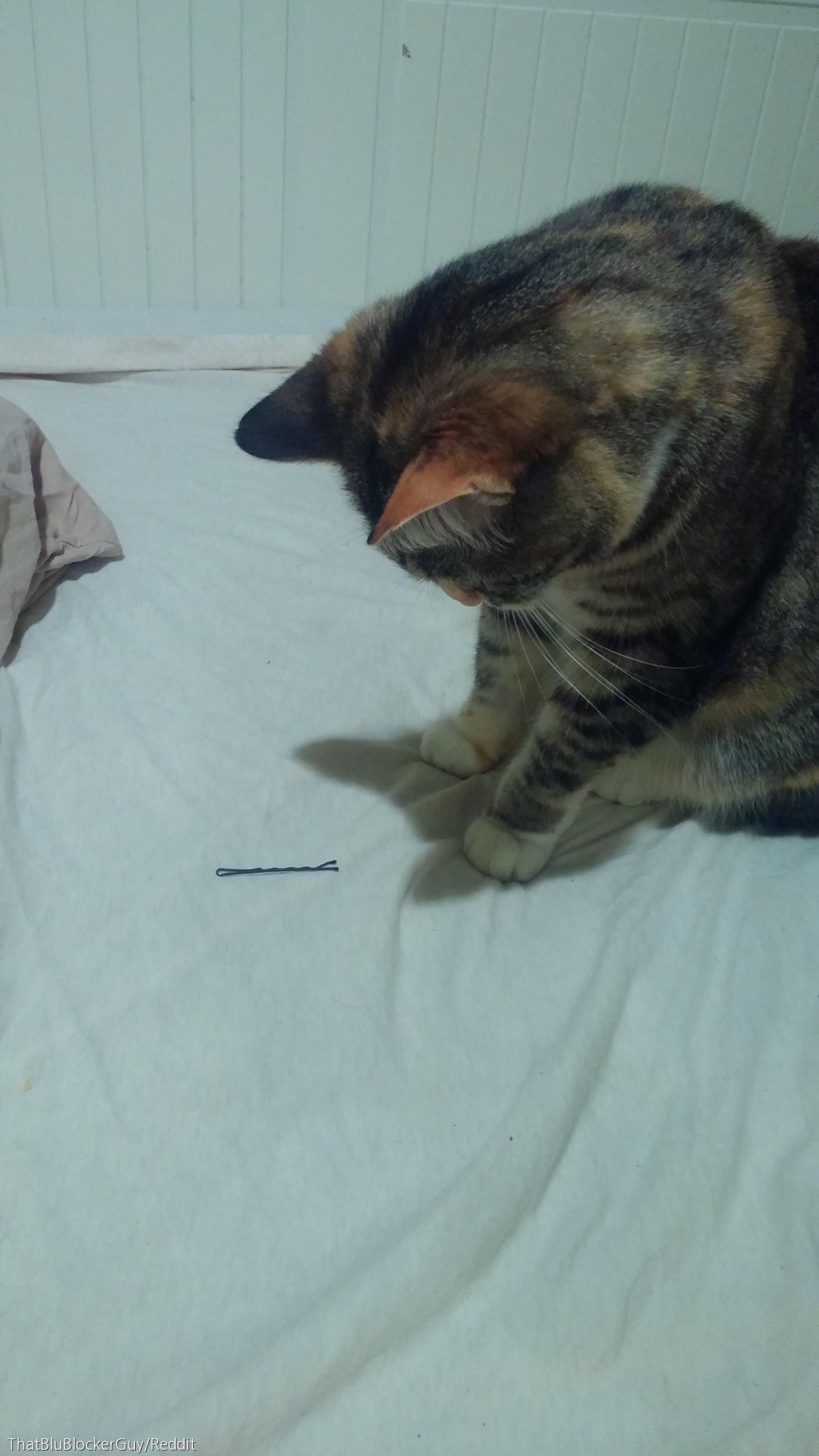 노트펫