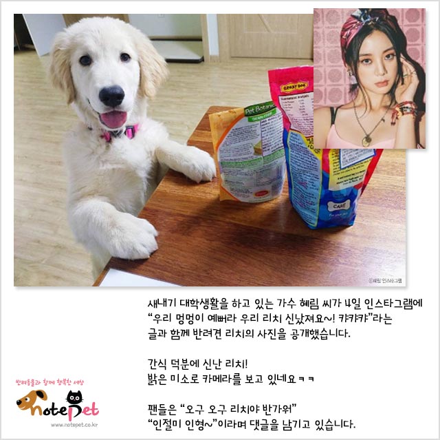 노트펫