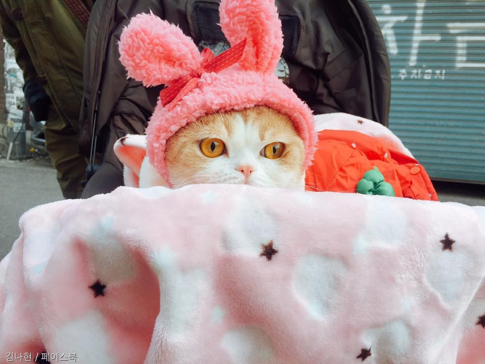 노트펫