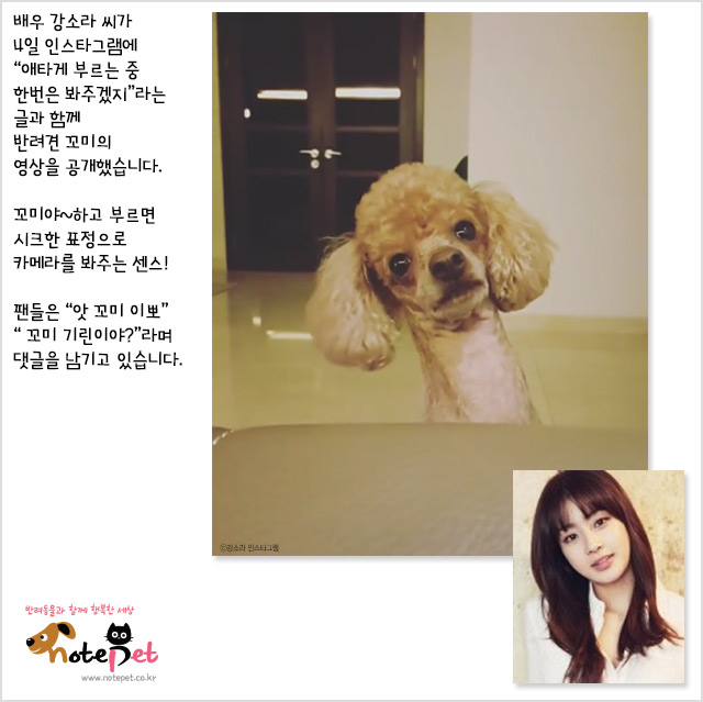 노트펫