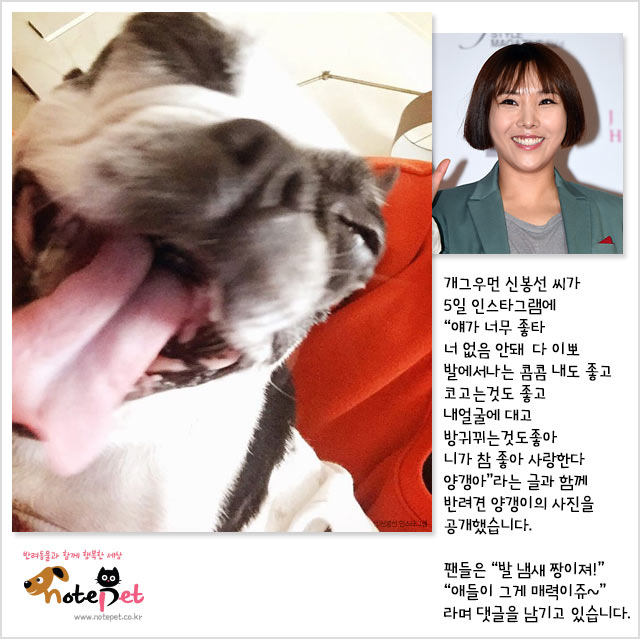 노트펫