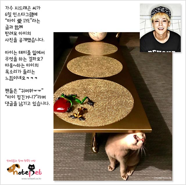 노트펫