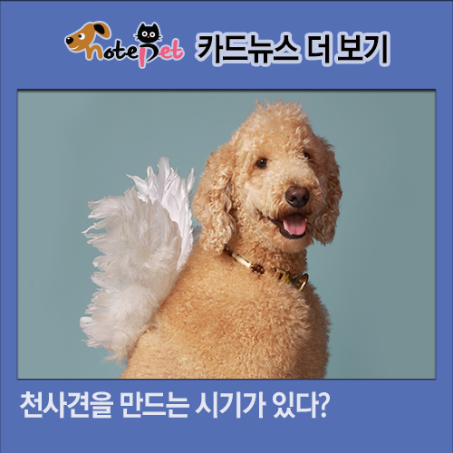 노트펫
