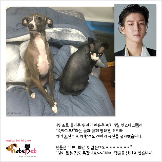 노트펫