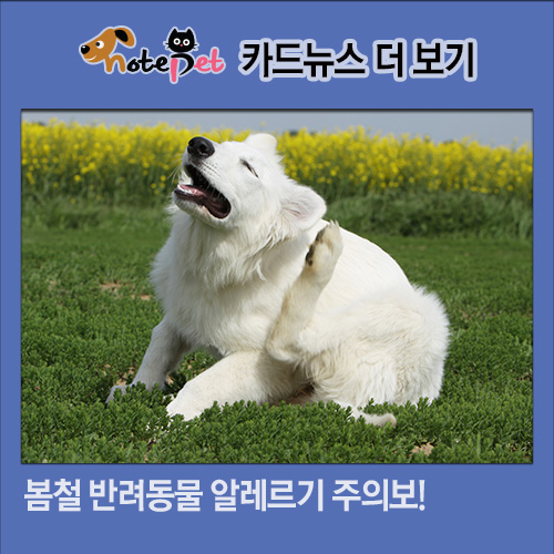 노트펫