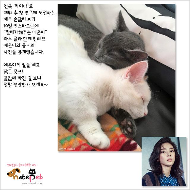 노트펫